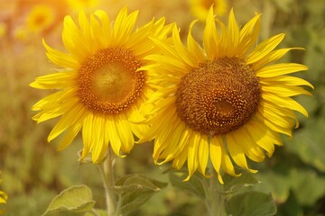 Sunflower at sunset background 