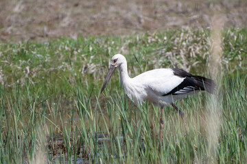 White Stork on field