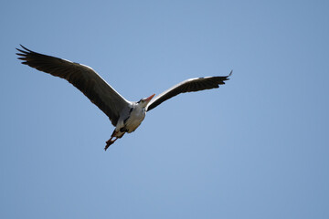 Gray Heron flying in blue sky