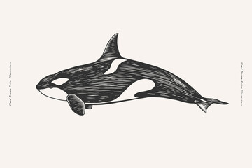 Hand-drawn image of a killer whale. Ocean animal on a light background. Vector monochrome illustra?on in vintage engraving style for your design.