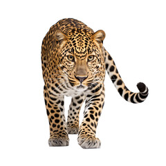 a leopard walking on a white background