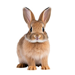 Obraz premium a close up of a rabbit