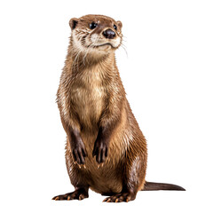 a otter standing on its hind legs