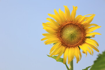 sunflower against blue sky