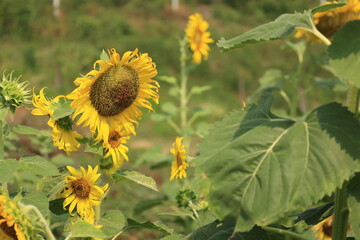 field of sunflowers