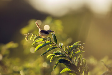 Black chested Prinia catching a bug in backlit in Kruger National park, South Africa ; Specie...