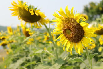 Obraz premium field of sunflowers