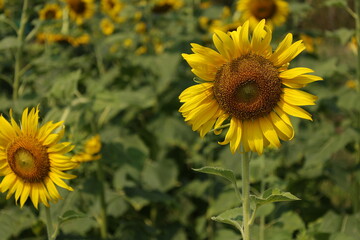 Fototapeta premium field of sunflowers