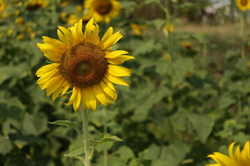 field of sunflowers