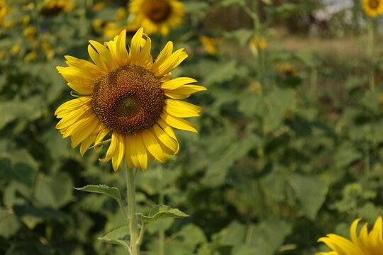 field of sunflowers