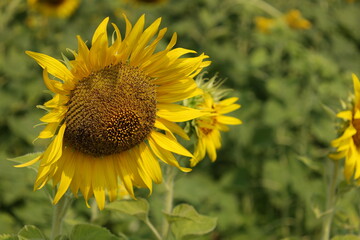 field of sunflowers