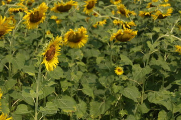 field of sunflowers