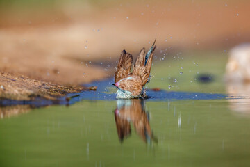 Blue-breasted Cordonbleu bathing front view in waterhole in Kruger National park, South Africa ;...