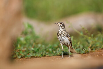 Bush Pipit standing front view on the ground  in Kruger National park, South Africa ; Specie family...