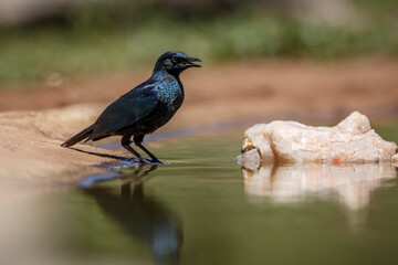 Cape Glossy Starling juvenile along watehole in Kruger National park, South Africa ; Specie Lamprotornis nitens family of Sturnidae