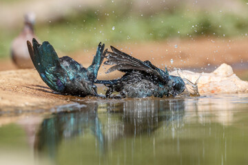Two Cape Glossy Starling juvenile bathing in waterhole in Kruger National park, South Africa ;...
