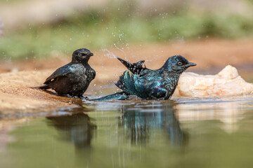 Two Cape Glossy Starling juvenile bathing in waterhole in Kruger National park, South Africa ;...