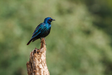 Cape Glossy Starling standing on a log isolated in natural background in Kruger National park,...