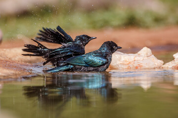 Two Cape Glossy Starling juvenile bathing in waterhole in Kruger National park, South Africa ;...