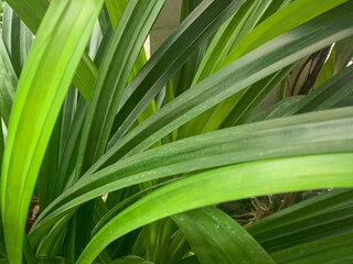 Fototapeta premium Close-up of a green pandan plant with several long, thin leaves. The leaves have wavy edges and prominent central veins.