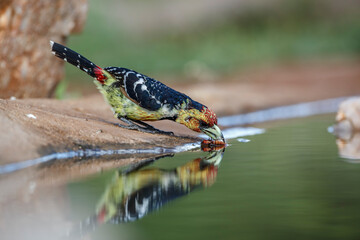 Crested Barbet catching a bug in waterhole in Kruger National park, South Africa ; Specie...