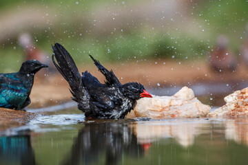 Red billed Buffalo Weaver bathing in waterhole in Kruger National park, South Africa ; Specie...