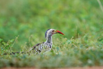 Southern Red billed Hornbill walking in grassland in Kruger National park, South Africa ; Specie Tockus rufirostris family of Bucerotidae