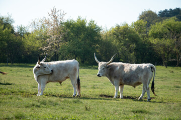 Hungarian grey cattle in the field.