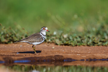 Three banded Plover along waterhole in Kruger National park, South Africa ; Specie Charadrius tricollaris family of Charadriidae