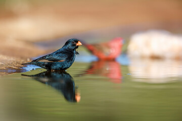 Village Indigobird male bathing in waterhole in Kruger National park, South Africa ; Specie Vidua chalybeata family of  Viduidae
