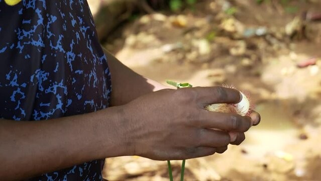 Zanzibar male hands holding halved achiote red lipstick tree fruits showing seeds