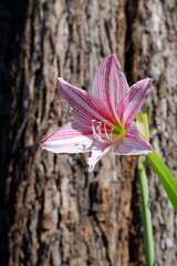 Amaryllis or Hippeastrum flowers during the day. Amaryllis blossom has umbel-shaped, it likes faint...