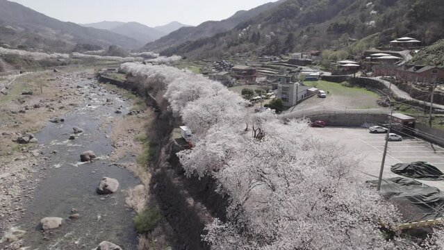 Cerisiers en fleurs en Cor&eacute;e du Sud au printemps