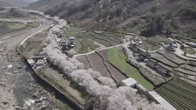 Cerisiers en fleurs en Cor&eacute;e du Sud au printemps
