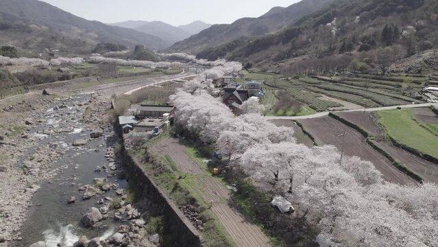 Cerisiers en fleurs en Cor&eacute;e du Sud au printemps