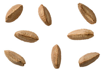 In-sell Brazil nut isolated on the white background, top view. - 786026230