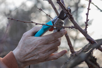 Man pruning trees in the garden. Spring. Close up view.