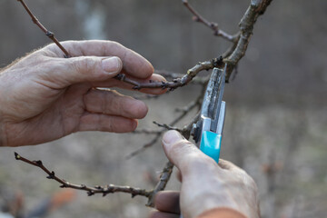 Man pruning trees in the garden. Spring. Close up view.