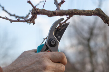 Man pruning trees in the garden. Spring. Close up view.