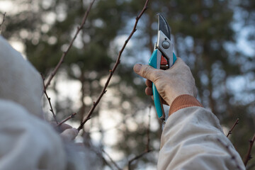 Man pruning trees in the garden. Spring. Close up view.