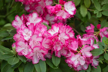 różowy rododendron na wiosne,  rhododendron - obrazy, fototapety, plakaty