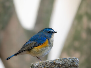 木陰の杭の上に留まっているルリビタキの雄