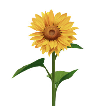 Spring and summer botanical flower, Sunflower illustration or Helianthus annuus L. available for editing, wallpaper, background, decoration