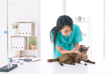 The veterinarian is inserting saline IV into the cat. Female veterinarian examining area around cats head in animal hospital.