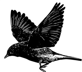 Silhouette illustration of bird flying vector