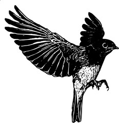 Illustration vector of bird flying  silhouette