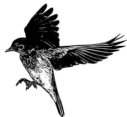 Illustration silhouette of bird flying  vector