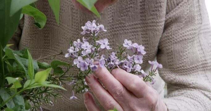 Senior man gently touching delicate purple lilac blossoms in springtime