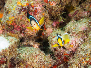 ヒリゾ浜の美しいイソギンチャクの可愛いクマノミの幼魚（クマノミ亜科）のペア。

静岡県伊豆半島賀茂郡南伊豆町中木から渡し船で渡るヒリゾ浜にて。
2023年水中撮影。


A pair of lovely Yellowtail clownfish (Amphiprion clarkii) juvenile in Beautiful Sea Anemones.

At Hirizohama beach