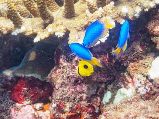 ヒリゾ浜のテーブルサンゴに住む可愛いスミツキトノサマダイ（チョウチョウウオ科）の幼魚、ソラスズメダイ（スズメダイ科）他の群れ。

静岡県伊豆半島賀茂郡南伊豆町中木から渡し船で渡るヒリゾ浜にて。
2023年水中撮影。


A Lovely Blueblotch butterflyfish (Chaetodon speculum) juvenile and Heavenly Damselfish an